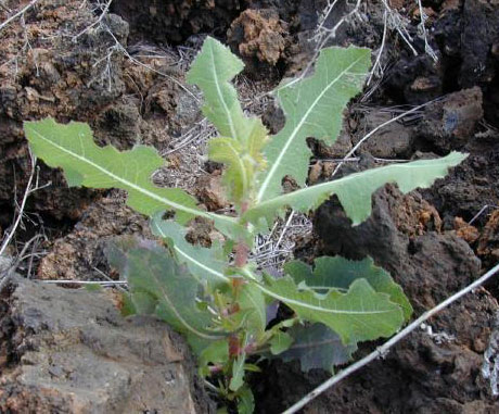 קובץ:Lactucaserriola2web.jpg